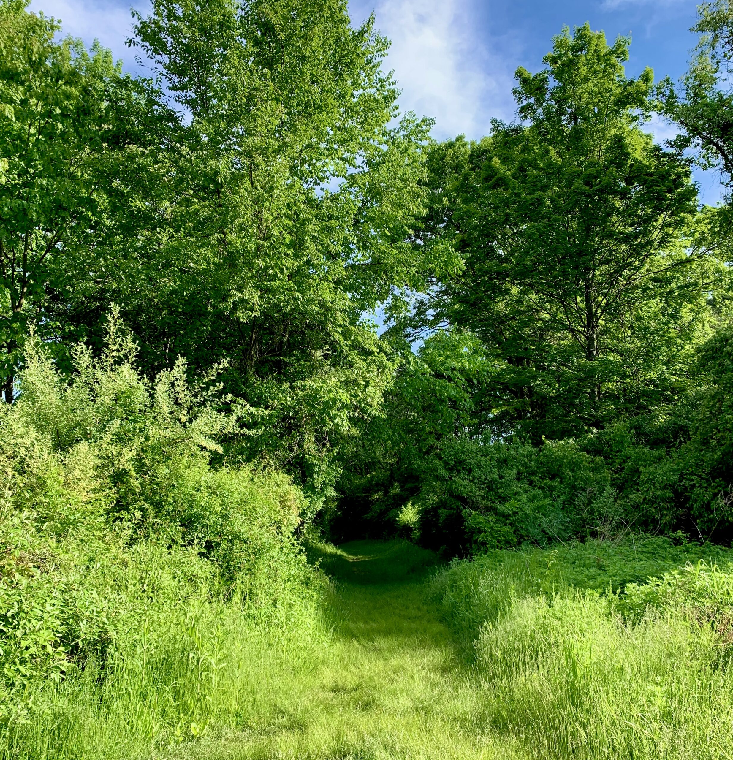 grassy path leading into shady trees